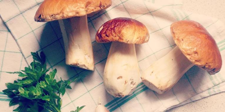 porcini