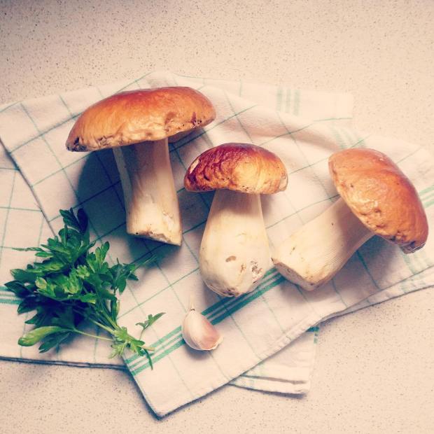 porcini