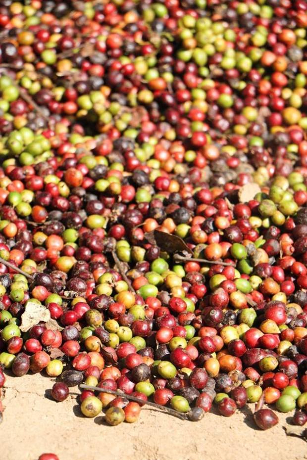 Caffe_India