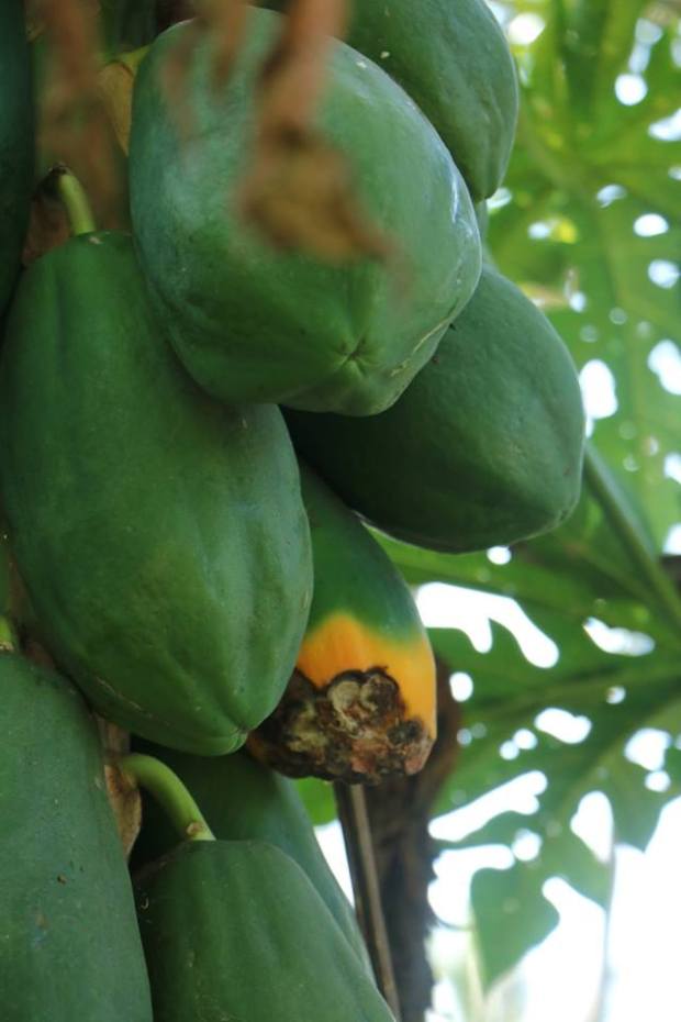 Papaya_India