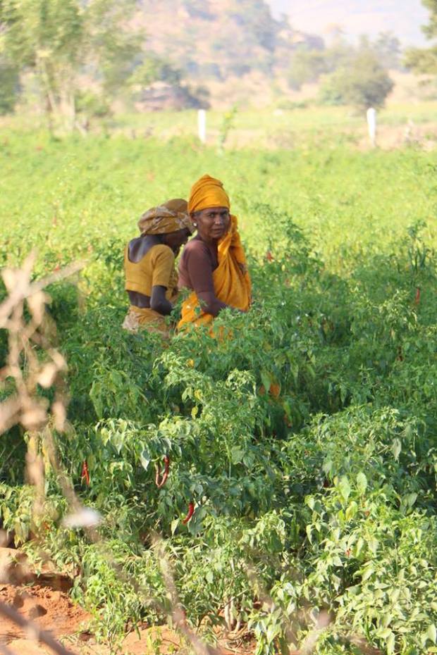 raccolta peperoncino_India